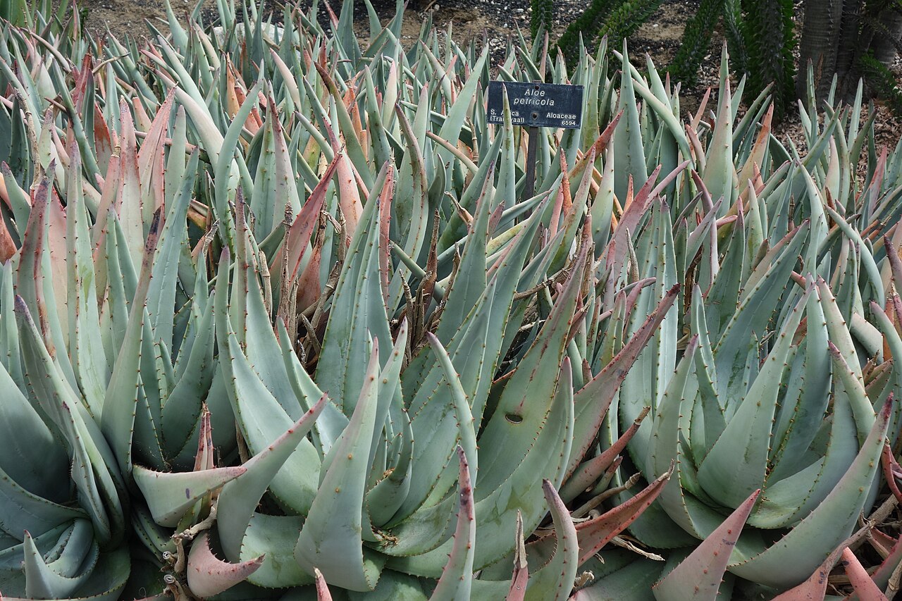 Rock aloe: Huntington Botanical Gardens - San Marino, California, USA.