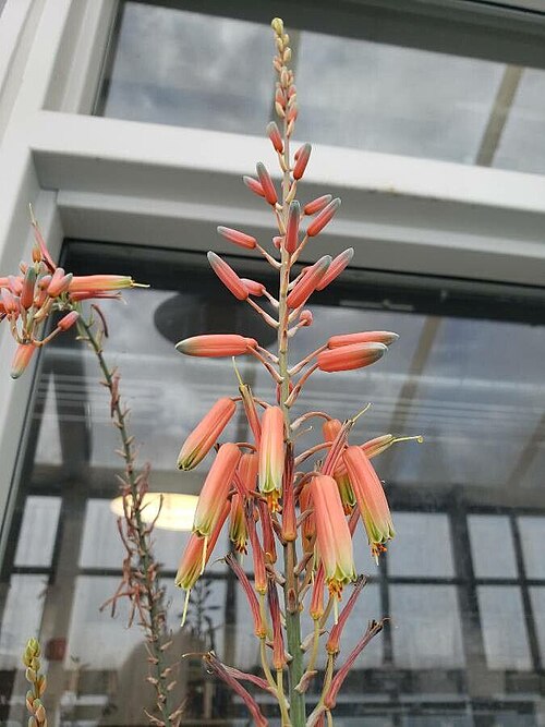 Aloe pictifolia: The image features a raceme of Aloe pictifolia.