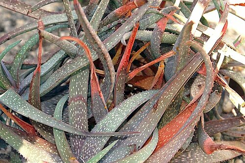 Aloe pictifolia: Location taken: the New York Botanical Garden. Names: Aloe pictifolia D.S.Hardy, Aloe, Painted Alo Classification: Plantae > Magnoliophyta > Liliopsida > Aspara