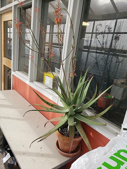 Aloe pictifolia: The image features the full growth habit of Aloe pictifolia.