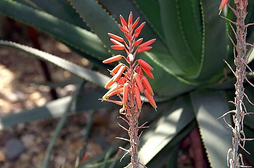 Aloe pictifolia: Location taken: the New York Botanical Garden. Names: Aloe pictifolia D.S.Hardy, Aloe, Painted Alo Classification: Plantae > Magnoliophyta > Liliopsida > Aspara