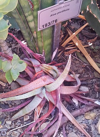 Aloe pictifolia: Aloe pictifolia - Kirstenbosch NBG