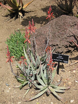 Aloe pictifolia: Aloe pictifolia photographed at Huntington Gardens (Los Angeles) in April 2009