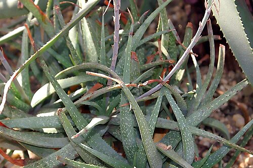 Aloe pictifolia: Location taken: the New York Botanical Garden. Names: Aloe pictifolia D.S.Hardy, Aloe, Painted Alo Classification: Plantae > Magnoliophyta > Liliopsida > Aspara
