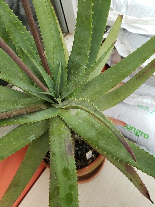 Aloe pictifolia: The image features the succulent leaves of Aloe pictifolia.