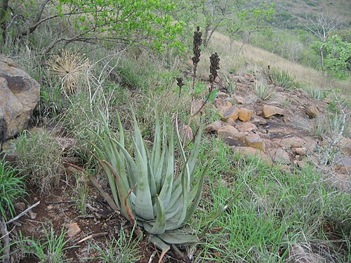 Aloe pienaarii: Aloe pienaarii in the hills close to Goba Fronteira, Mozambique. According to some authors this taxon belongs to A. cryptopoda. The silvery leaves with a wax la