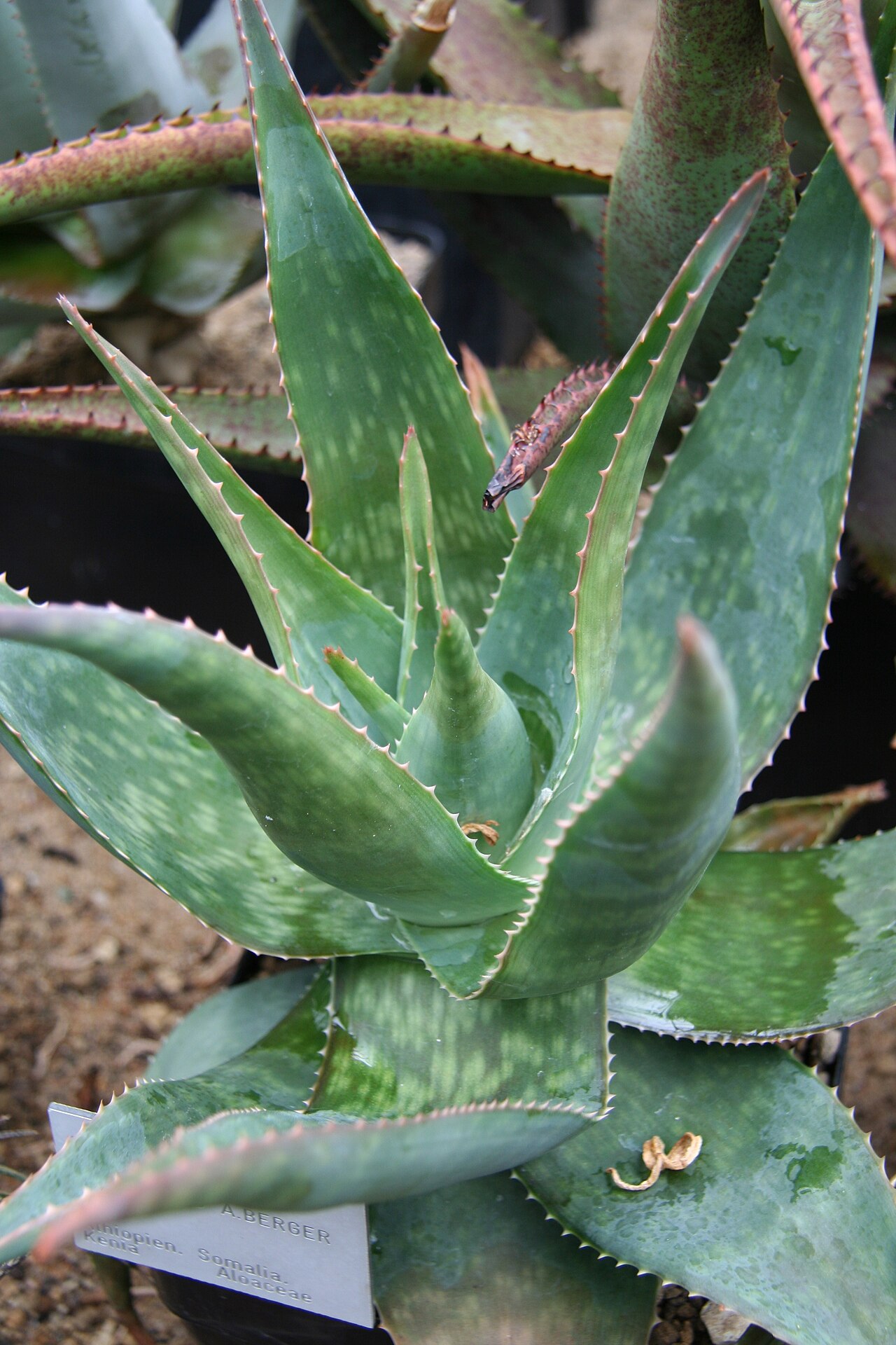 Aloe pirottae: Aloe pirottae im Botanischen Garten Bochum