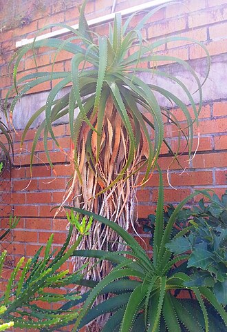 Aloe pluridens: Aloe pluridens - Kirstenbosch NBG 1