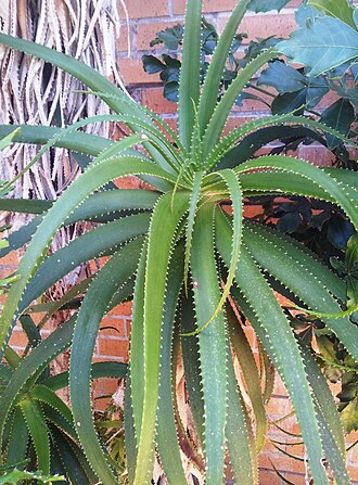 Aloe pluridens: Aloe pluridens - Kirstenbosch NBG 1