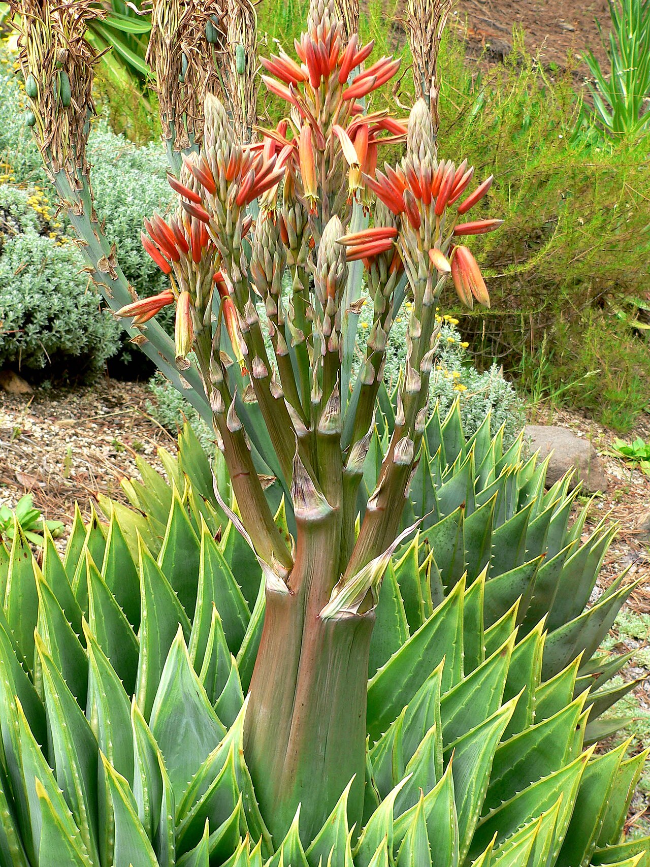Aloe polyphylla: Photo of Aloe polyphylla at the University of California Botanical Garden