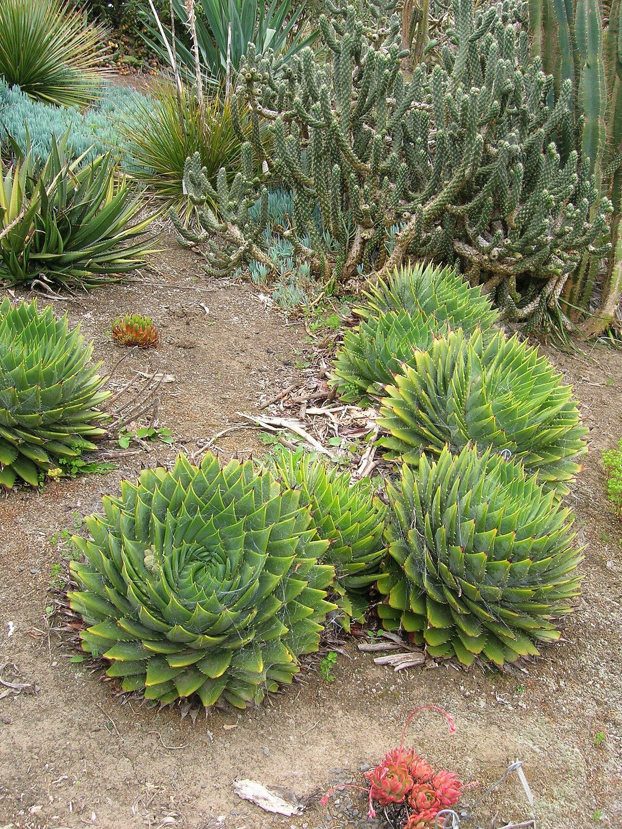 Aloe polyphylla: Aloe polyphylla Schönland ex Pillans Asphodelaceae Also placed in: Aloaceae