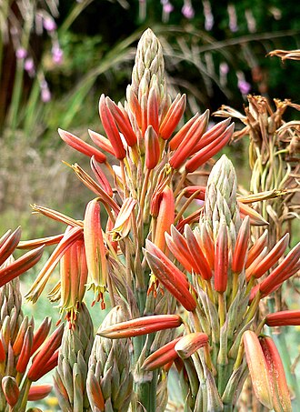 Aloe polyphylla: Photo of Aloe polyphylla at the University of California Botanical Garden