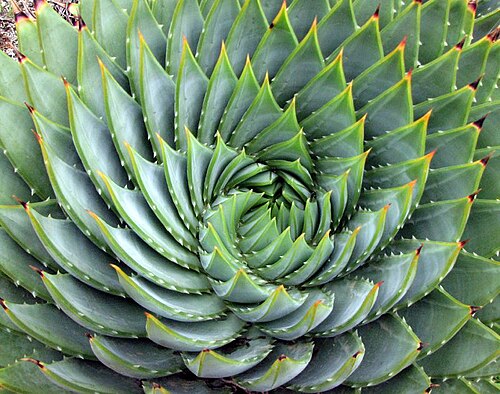 Aloe polyphylla: Aloe polyphylla