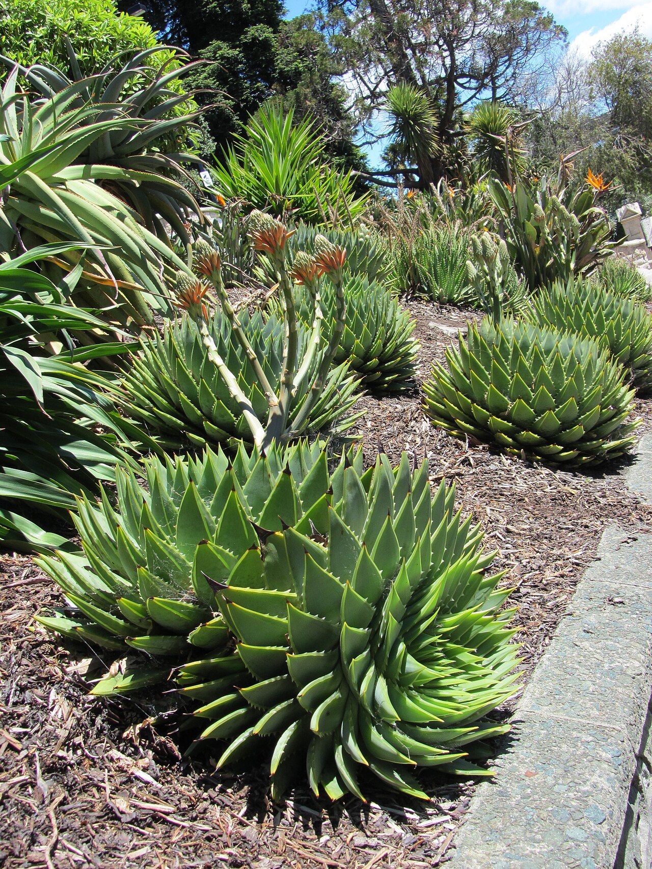 Aloe polyphylla: These spiral aloes clearly love being here in Nelson.