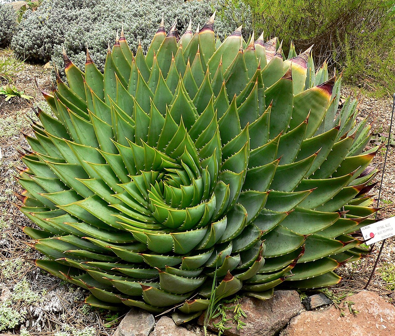 Aloe polyphylla: Photo of Aloe polyphylla at the University of California Botanical Garden