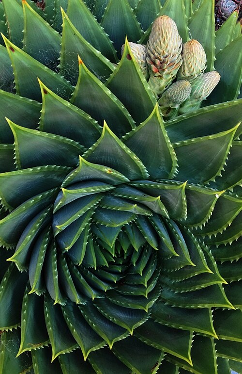 Aloe polyphylla: Aloe polyphylla growing in San Francisco with emerging flower bud.