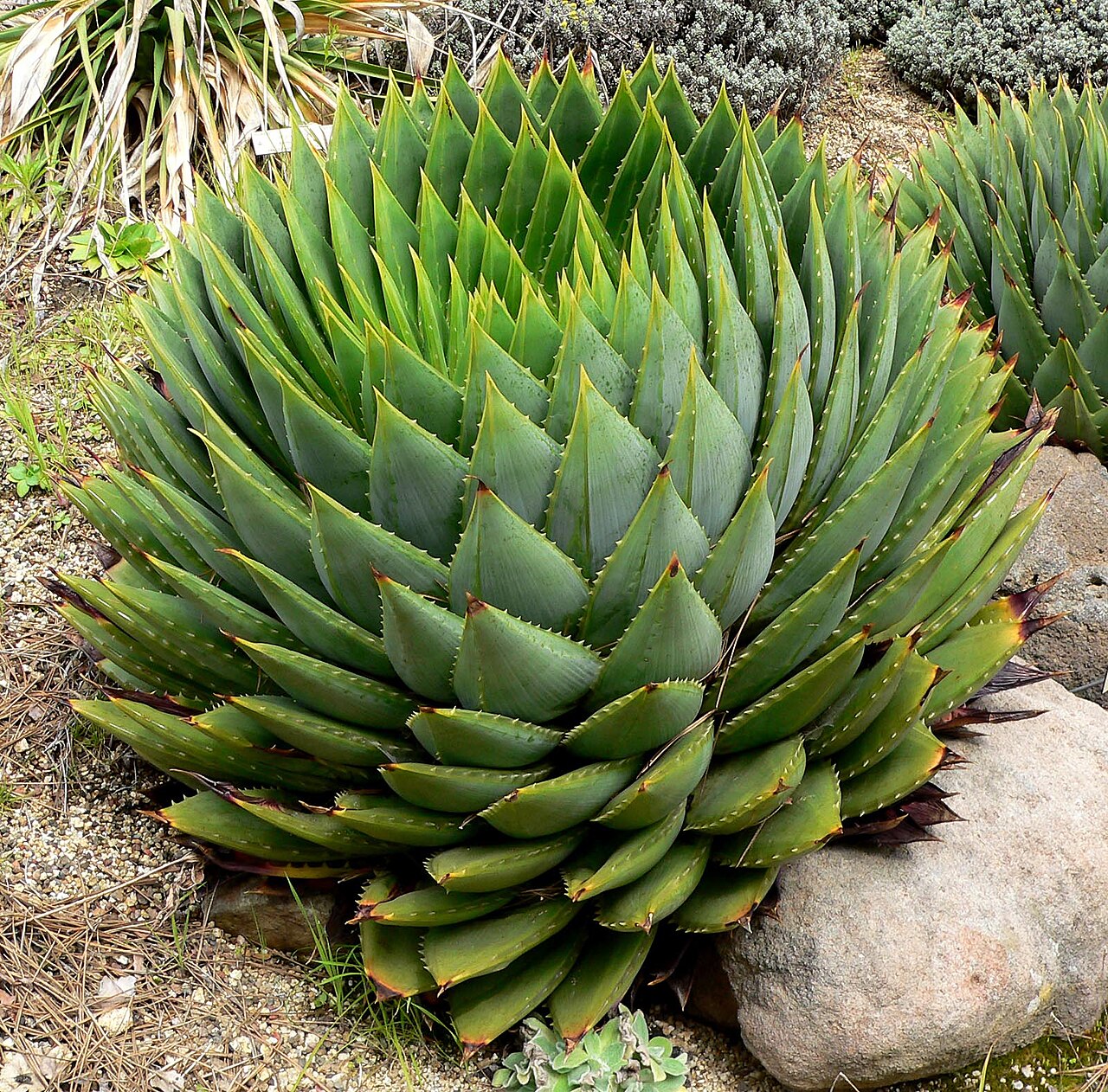 Aloe polyphylla: Photo of Aloe polyphylla at the University of California Botanical Garden