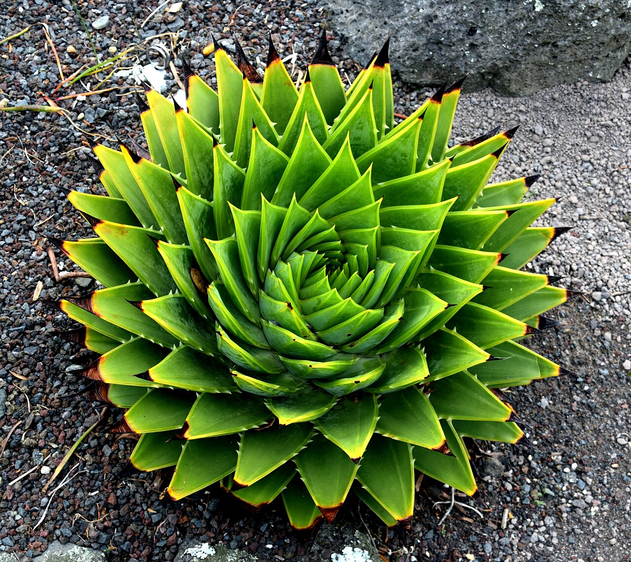 Aloe polyphylla: Aloe polyphylla in Auckland Botanic Gardens, Manurewa, South Auckland, New Zealand