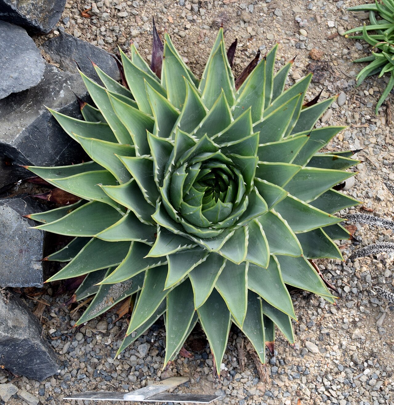 Aloe polyphylla: Aloe polyphylla in Dunedin Botanic Garden, Dunedin, New Zealand
