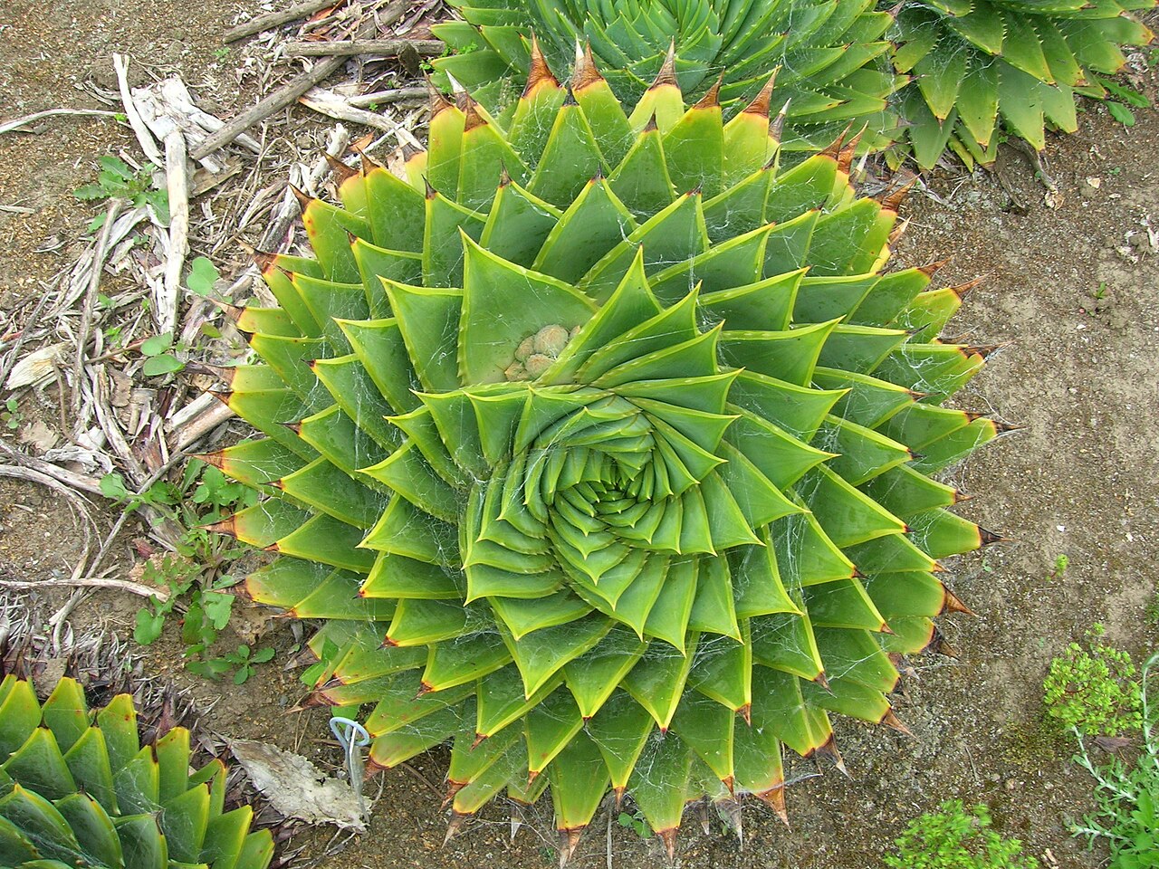 Aloe polyphylla: Aloe polyphylla Schönland ex Pillans Asphodelaceae Also placed in: Aloaceae