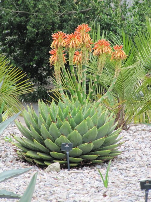 Aloe polyphylla: Aloe polyphylla