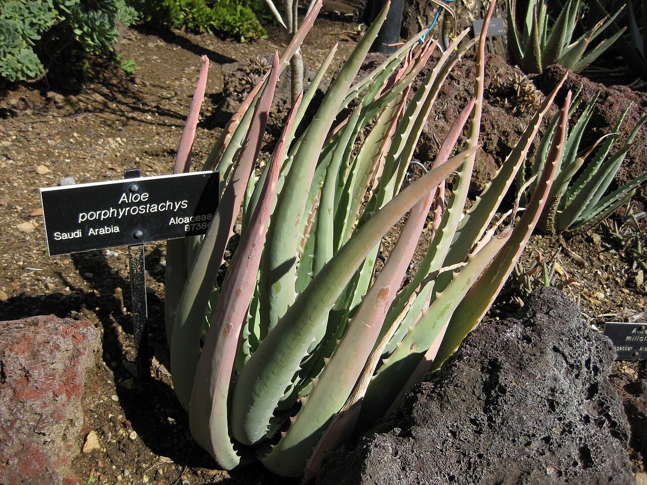 Aloe porphyrostachys: This photo is from Gardenology.org and is available under CC-BY-SA 3.0 license. If you use it, please include attribution to Gardenology.org, with a link if the