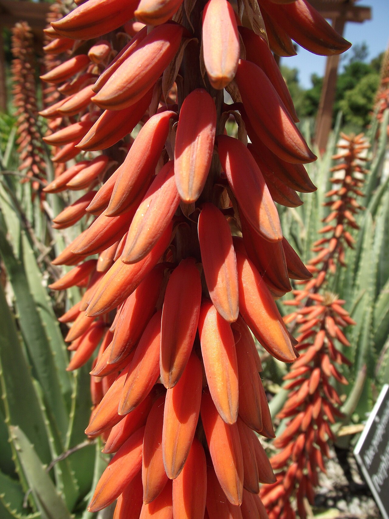 Aloe porphyrostachys: Aloe porphyrostachys at the Los Angeles County Arboretum, Arcadia, California, USA. Identified by sign.