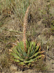 Aloe pratensis (Aloe pratensis)