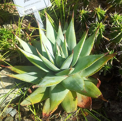 Aloe pratensis: Aloe pratensis - Cape South Africa
