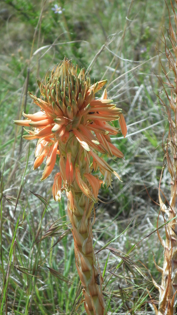 Aloe pratensis (Aloe pratensis)