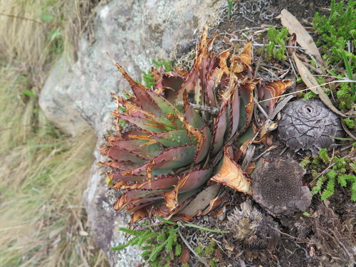Aloe pratensis (Aloe pratensis)