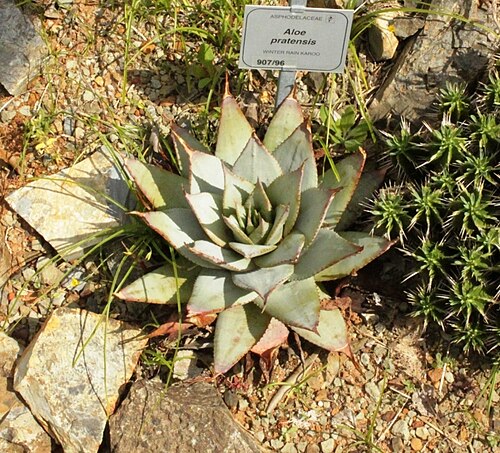 Aloe pratensis: Aloe pratensis. Photo taken in Botanical Garden in Cape Town.