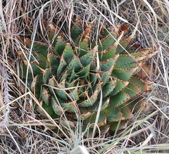 Aloe pratensis (Aloe pratensis)