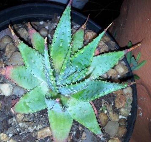Aloe pratensis: Aloe pratensis - small plant in cultivation