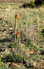 Aloe pratensis (Aloe pratensis)