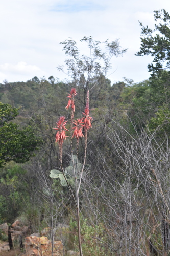 Pretoria aloe (Aloe pretoriensis)