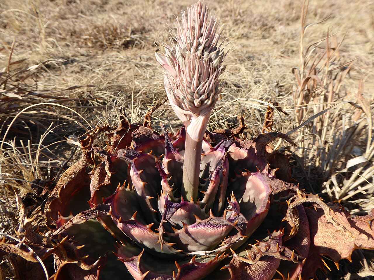 Aloe prinslooi: Aloe prinslooi
