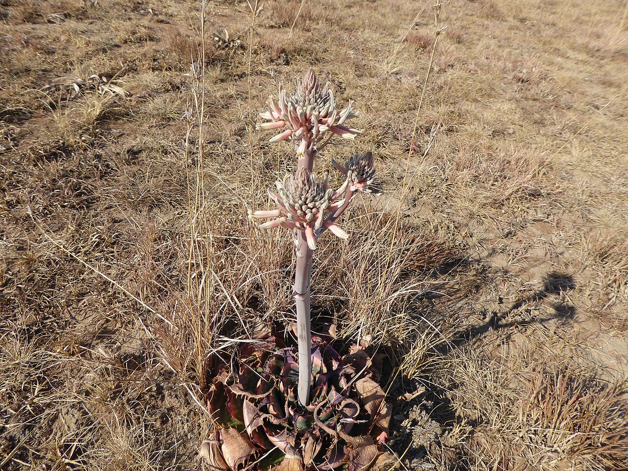 Aloe prinslooi: Aloe prinslooi