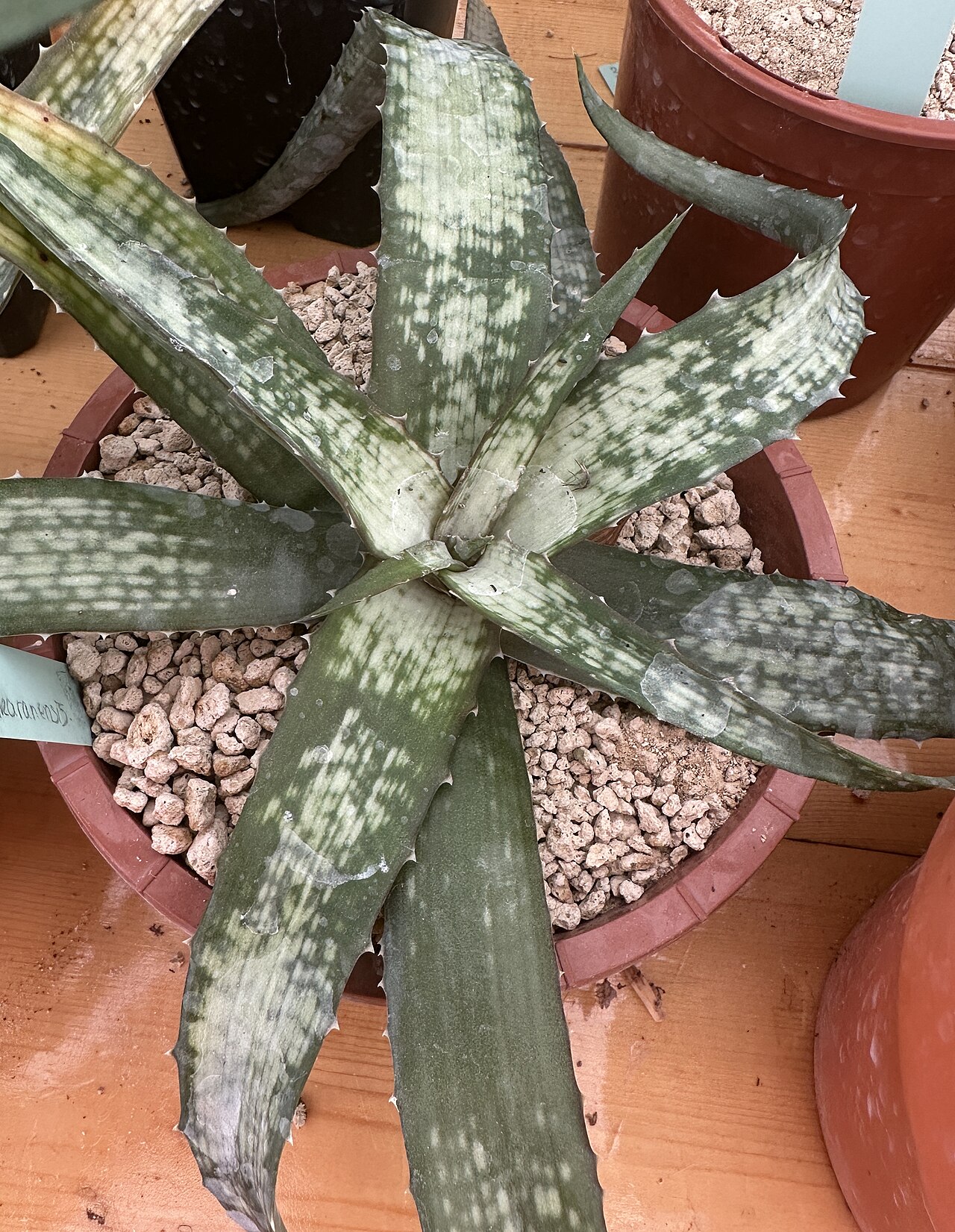 Aloe prostrata: Aloe ankaranensis in Kultur