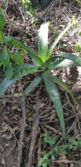 Aloe pruinosa (Aloe pruinosa)