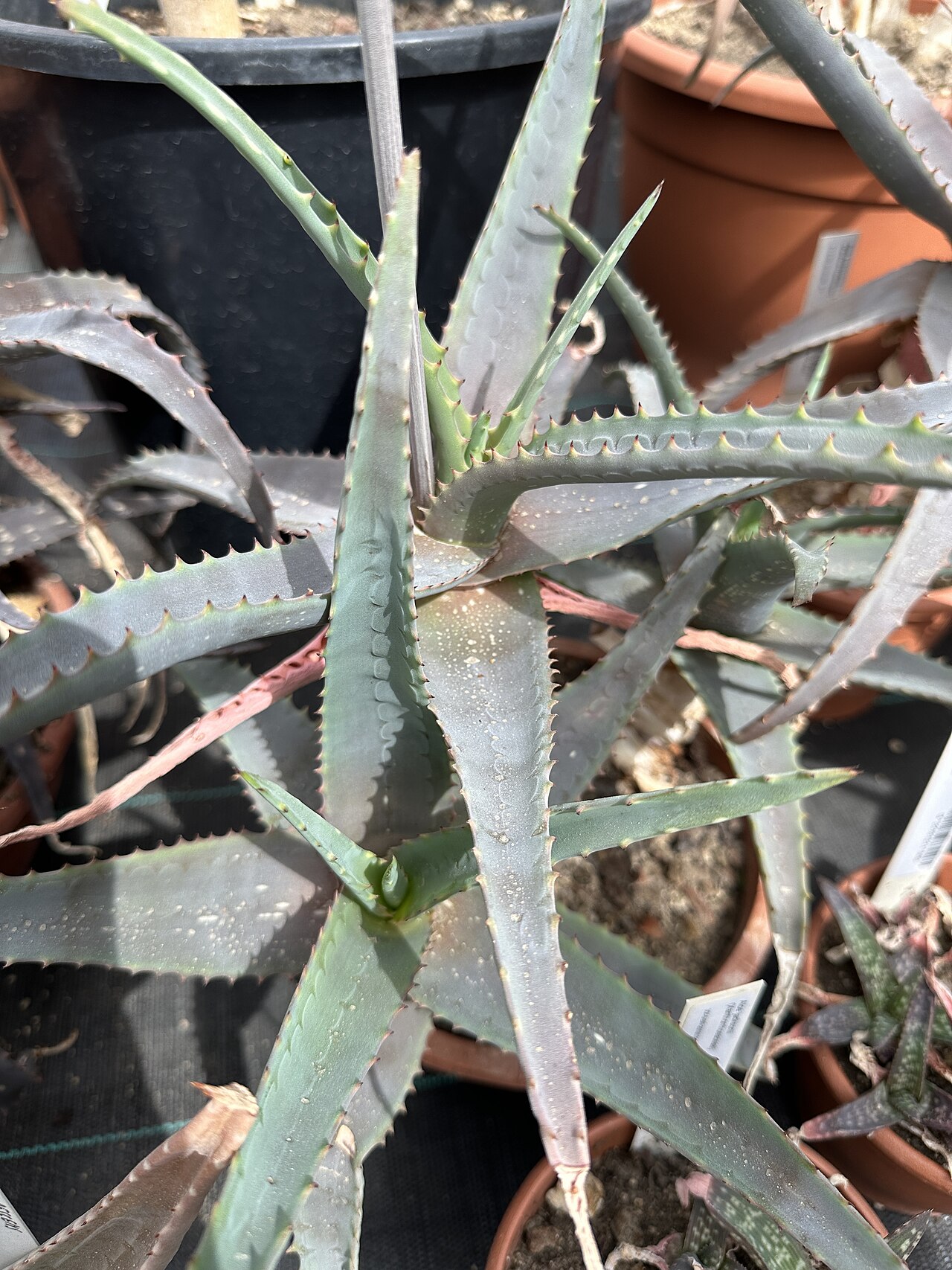 Aloe pubescens: Aloe pubescens im Botanischen Garten Meise, Belgien