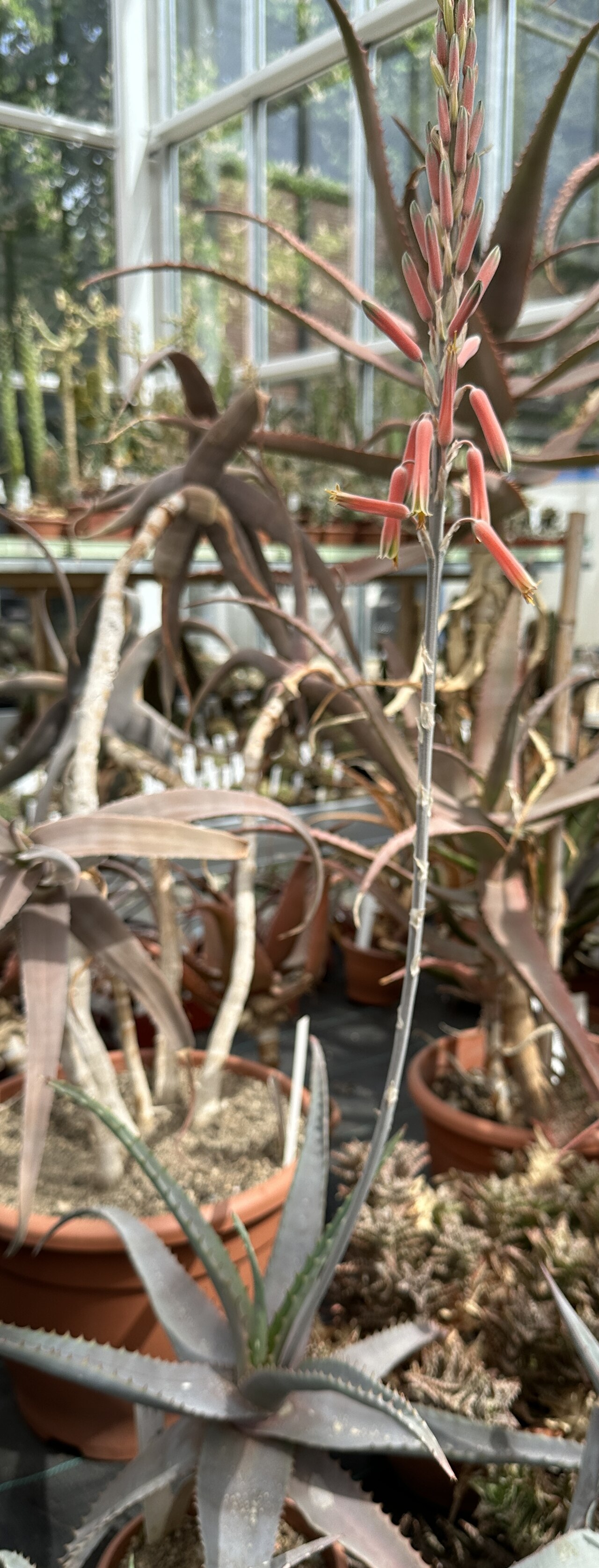 Aloe pubescens: Aloe pubescens im Botanischen Garten Meise, Belgien