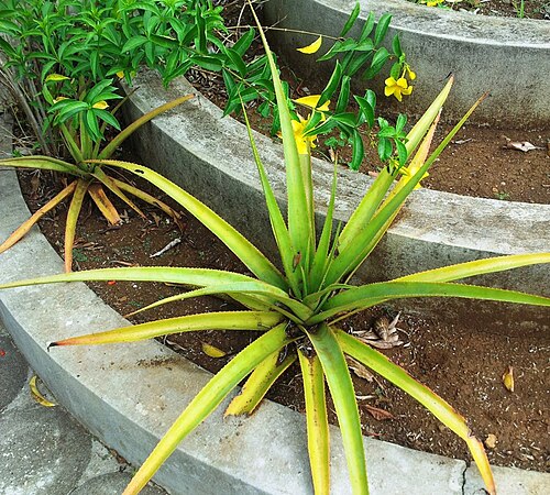 Aloe purpurea: Aloe purpurea - Pamplemousses Mauritius - lomatophyllum purpureum