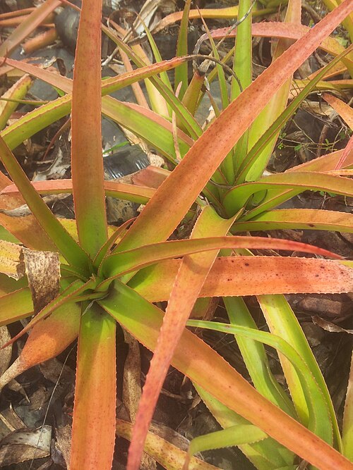 Aloe purpurea: Aloe purpurea in cultivation - Mauritius