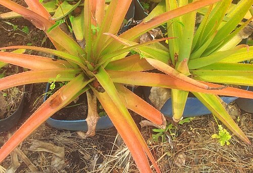 Aloe purpurea: The two endemic Aloe species of Mauritius. Aloe purpurea on the left with redder thinner recurved leaves. Aloe tormentorii on the right with yellow-green thicke