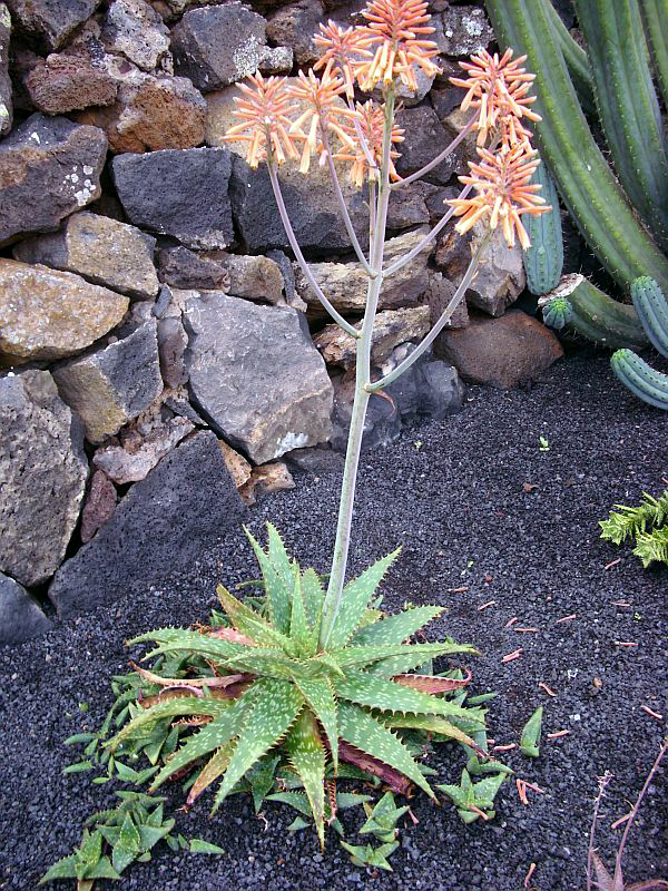 Aloe rauhii: Aloe rauhii