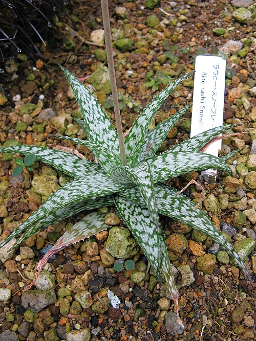Aloe rauhii: Scientific name Aloe rauhii 'Snowflake' Place: Osaka Prefectural Flower Garden, Osaka, Japan