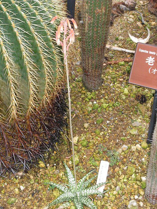 Aloe rauhii: Scientific name Aloe rauhii 'Snowflake' Place: Osaka Prefectural Flower Garden, Osaka, Japan