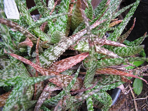 Aloe rauhii: Aloe rauhii (Snowflake aloe) Habit at Ulana St Makawao, Maui, Hawaii. February 18, 2011 #110218-1559 Image Use Policy Also placed in Aloeaceae and Asphodelaceae
