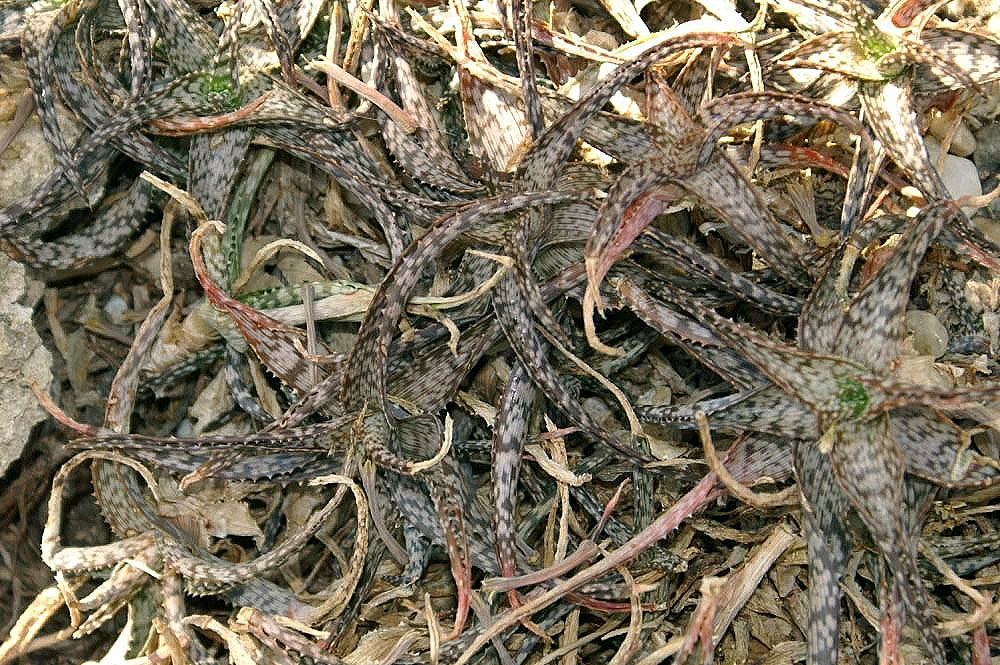 Aloe rauhii: Location taken: the New York Botanical Garden. Names: Aloe rauhii Reynolds, Aloe, Rauh's Aloe, Snow Flake Alo Classification: Plantae > Magnoliophyta > Liliopsi
